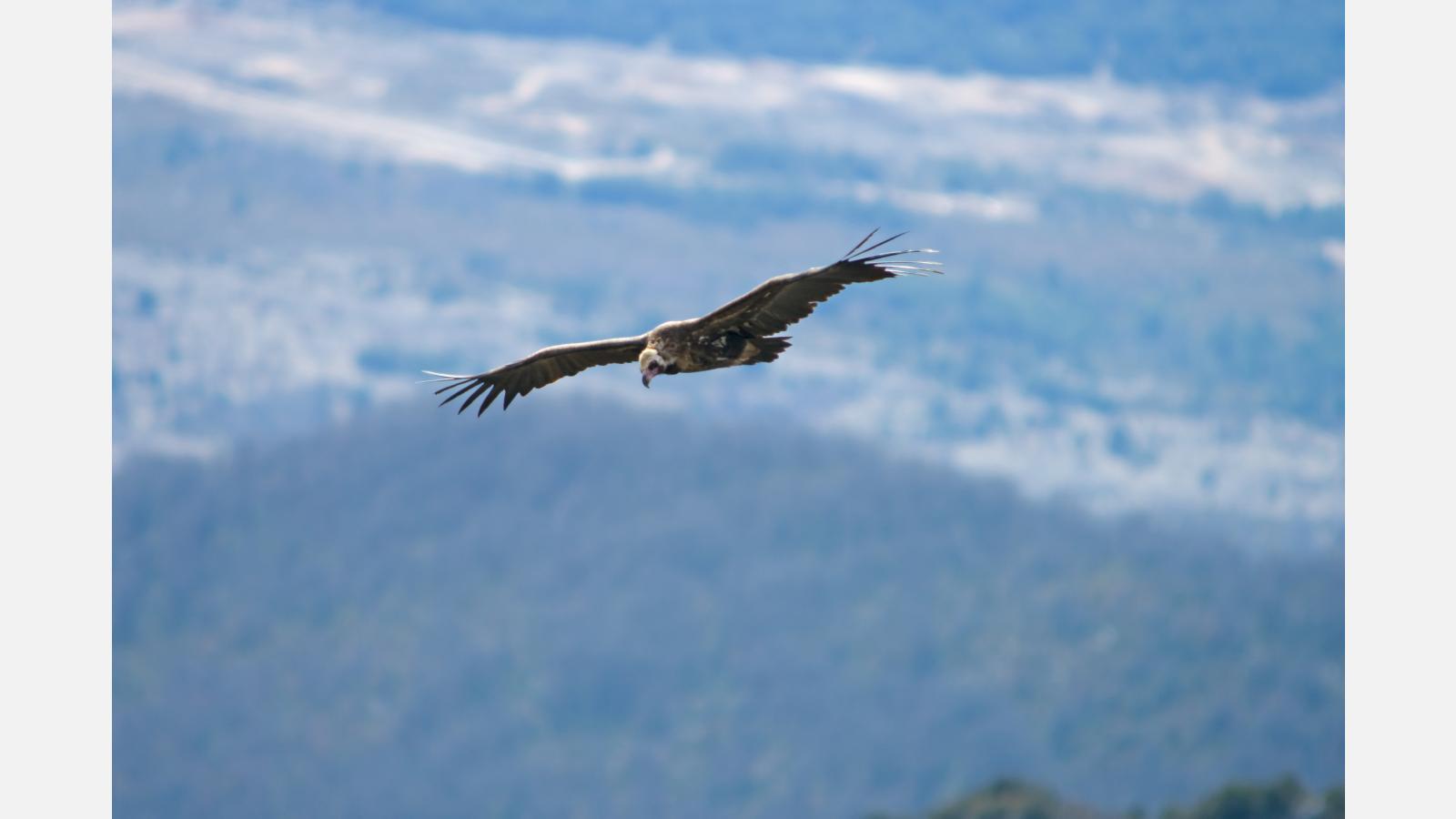 vautour Moine